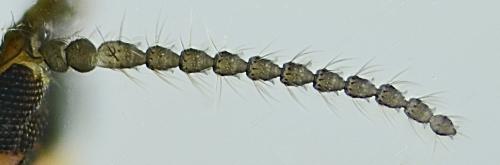 Réf. 297 867 : Micromyinae inconnu